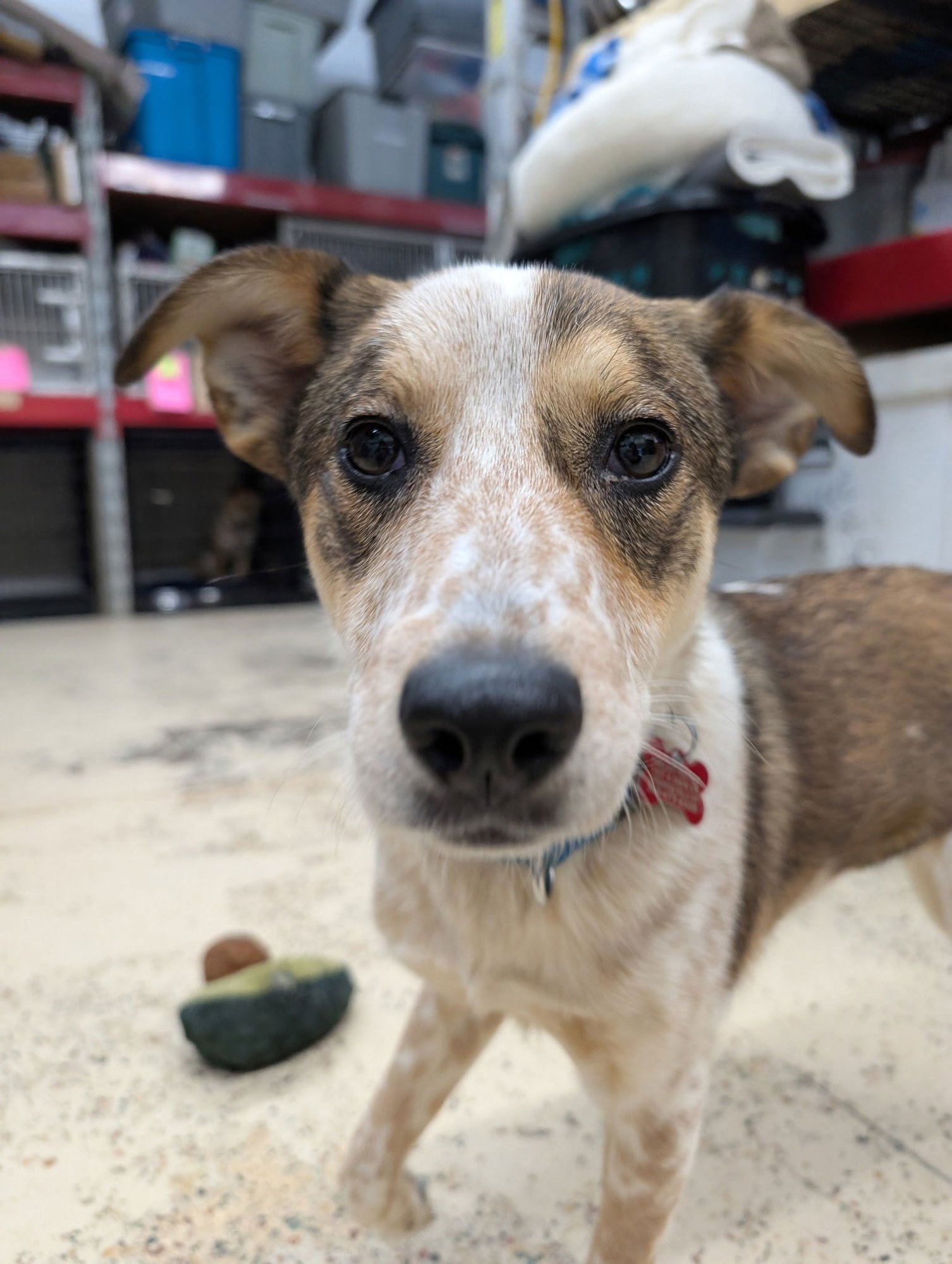PUPPY CINDY LOU - Australian Cattle Dog/Blue Heeler / Shepherd available for adoption