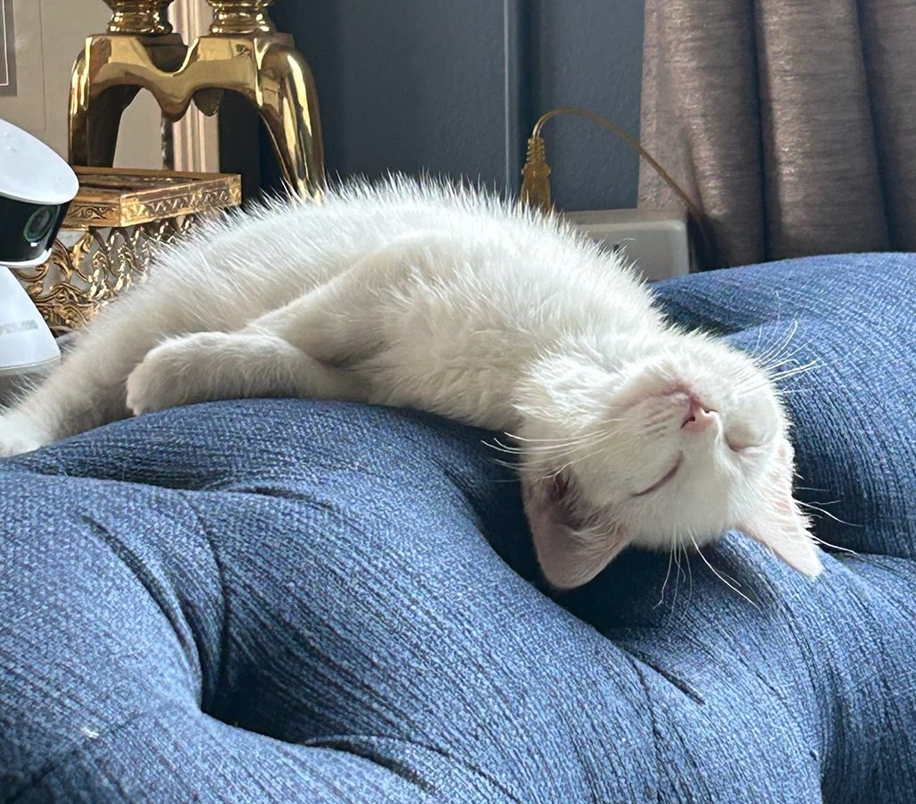 KITTEN HERMES - Domestic Short Hair available for adoption