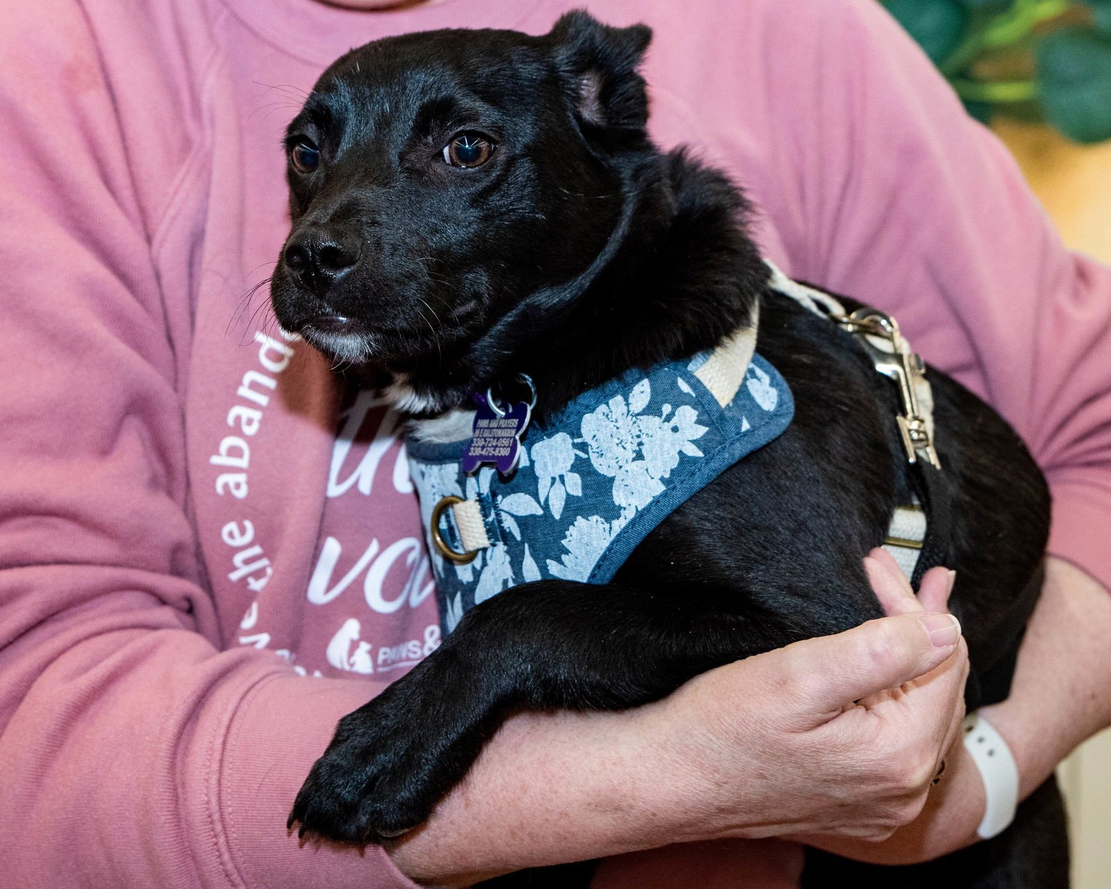 PUPPY MORNING - Border Collie / Chihuahua available for adoption