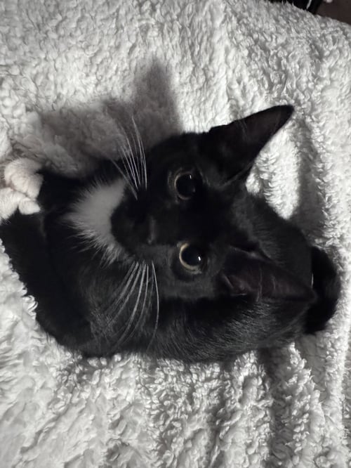 DAVID BOWIE - Domestic Short Hair available for adoption