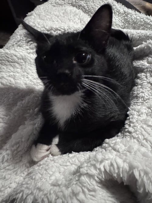 DAVID BOWIE - Domestic Short Hair available for adoption