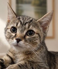 Kitten Chalet - Photo 1