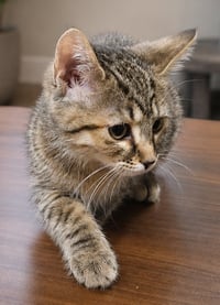 Kitten Chalet - Photo 2