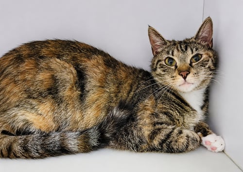 JENI AT MONTROSE PETSMART! - Tabby / Calico available for adoption