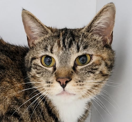 JENI AT MONTROSE PETSMART! - Tabby / Calico available for adoption