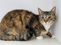Jeni at Montrose Petsmart! - Photo 4