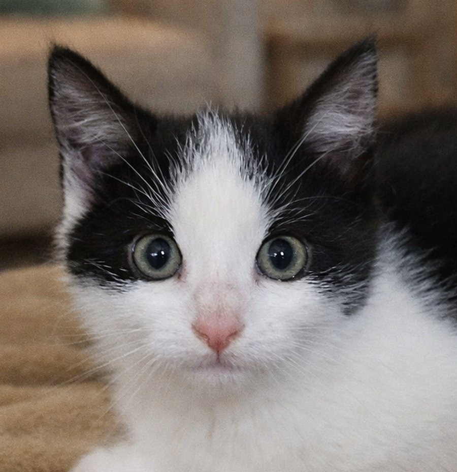 KITTEN RODEO - Domestic Short Hair available for adoption