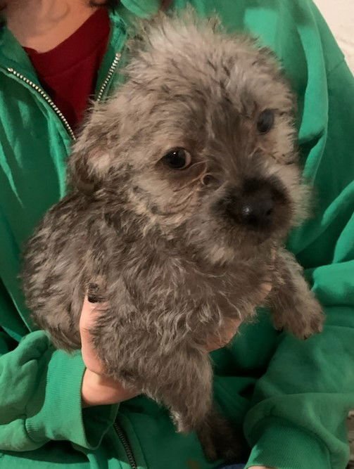 DENVER CITY DOGS PUP/ADOPTION PENDING - Wheaten Terrier / Dachshund available for adoption