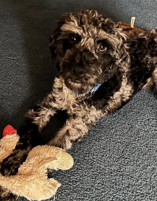 ACE-REVIEWING APPLICATIONS - Poodle (Miniature) / Schnauzer available for adoption