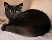 Kitten Kane - Photo 3