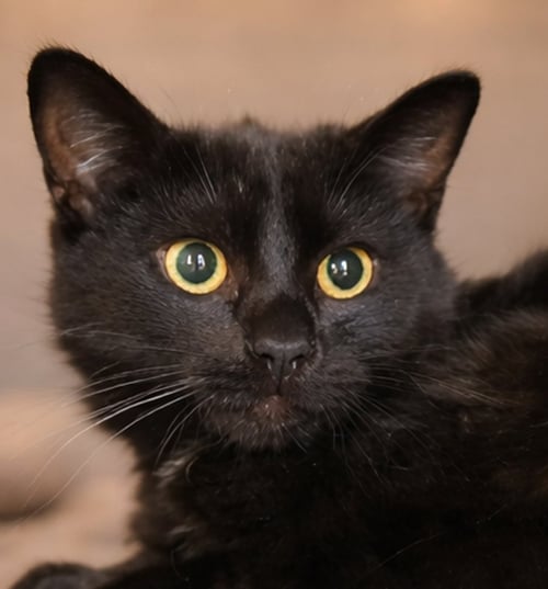 KITTEN KANE - Domestic Short Hair for adoption in Akron