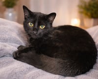 Kitten Kane - Photo 2