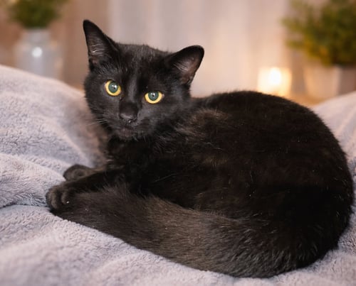 KITTEN KANE - Domestic Short Hair available for adoption