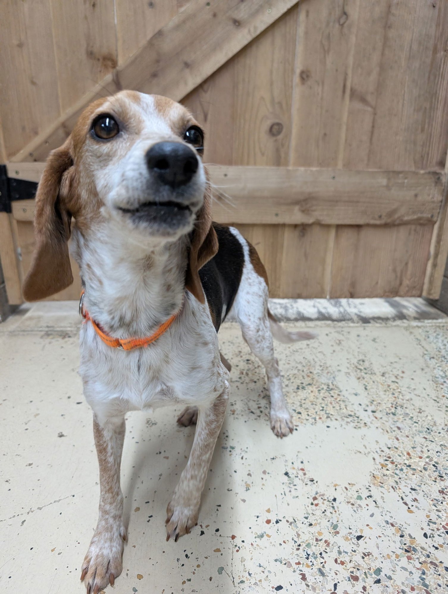 MINI - Beagle available for adoption