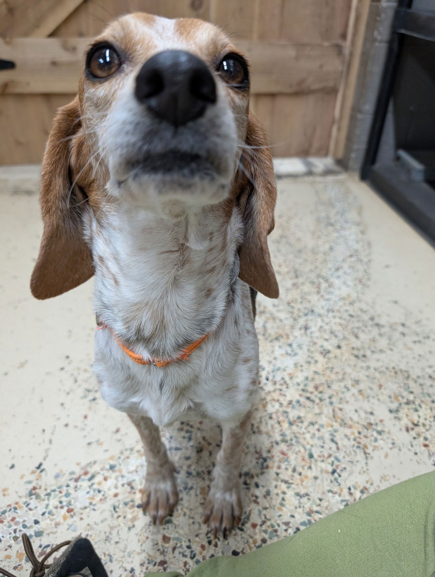 MINI - Beagle available for adoption