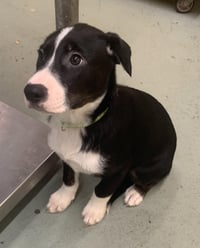 Joseph Puppy - Photo 1