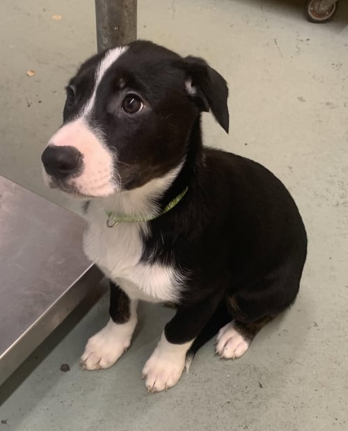 JOSEPH PUPPY - Australian Shepherd / Whippet available for adoption