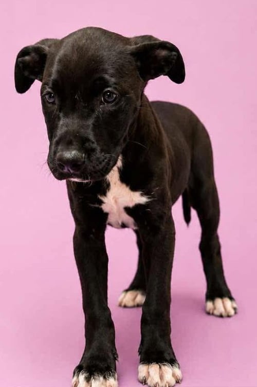 VENUS PUPPY/ADOPTED