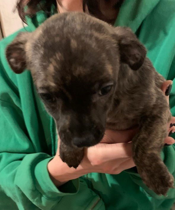 AURORA CITY DOGS PUP/PENDING ADOPTION - Wheaten Terrier / Schnauzer available for adoption