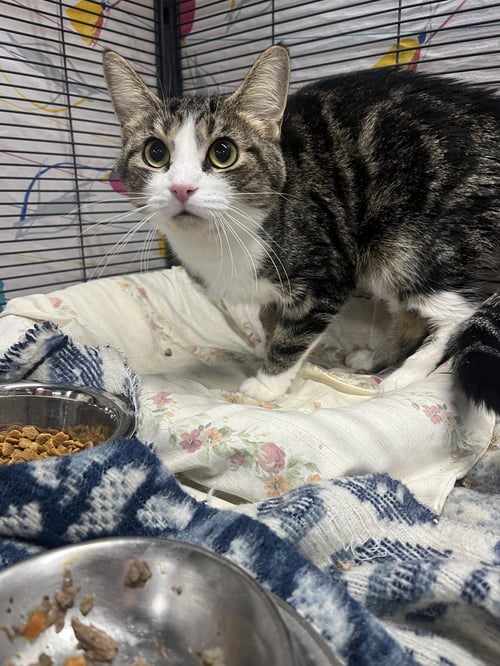 JUGS *SPECIAL NEEDS* - Tabby available for adoption