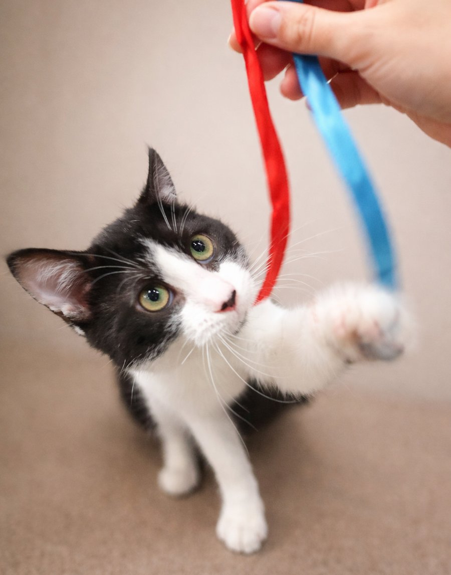 KITTEN CHAT - Domestic Short Hair available for adoption