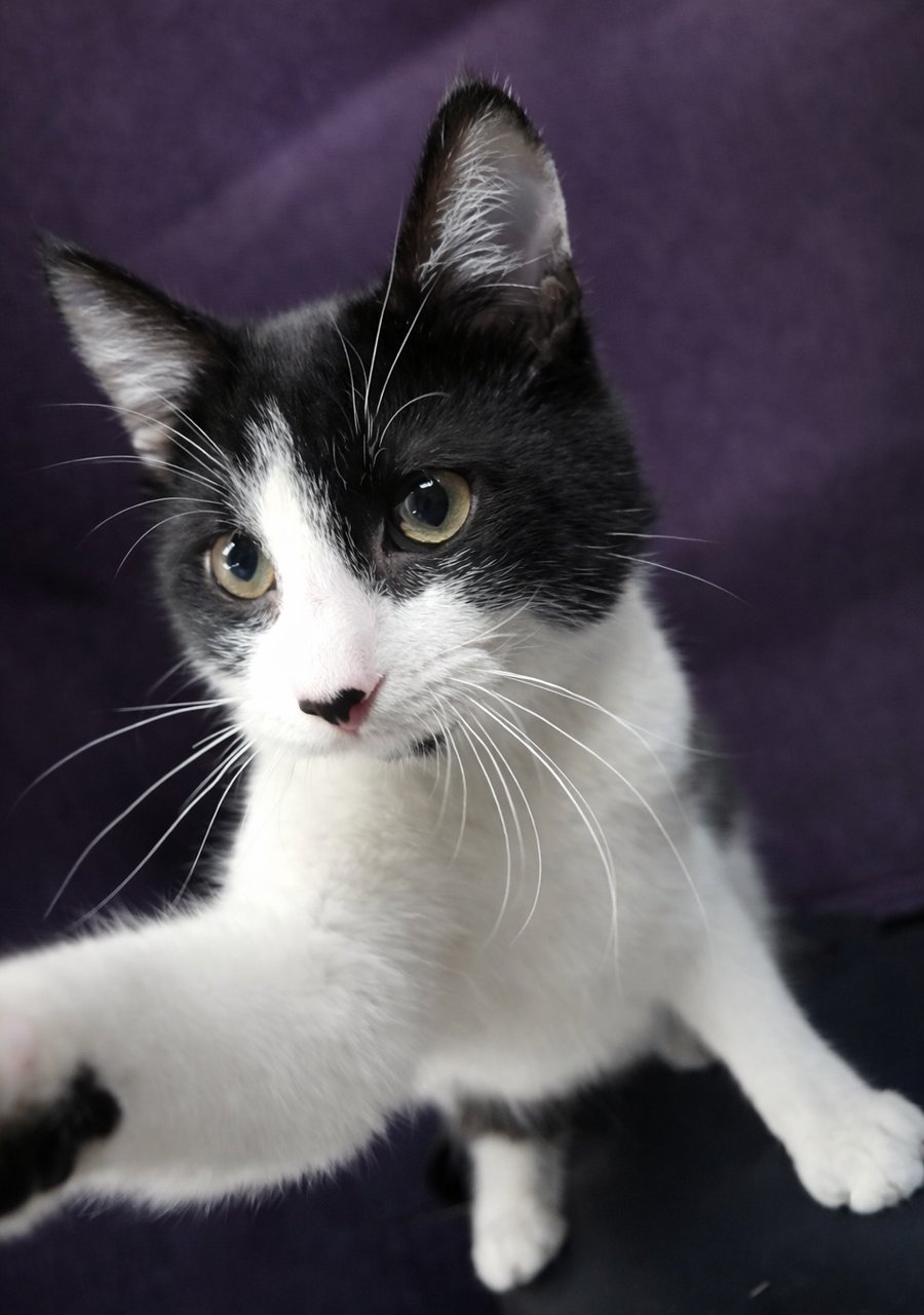 Kitten Chat - Photo 4