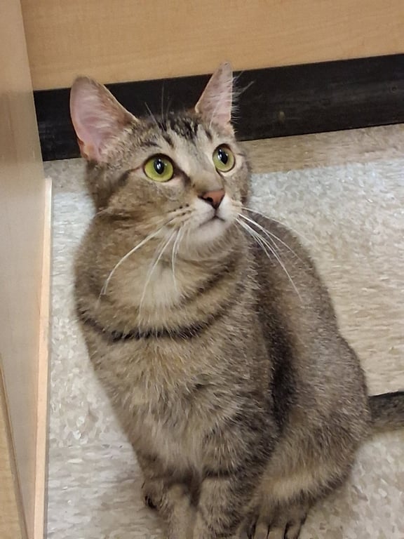 Wanda Wiggles @ Medina Petsmart Image