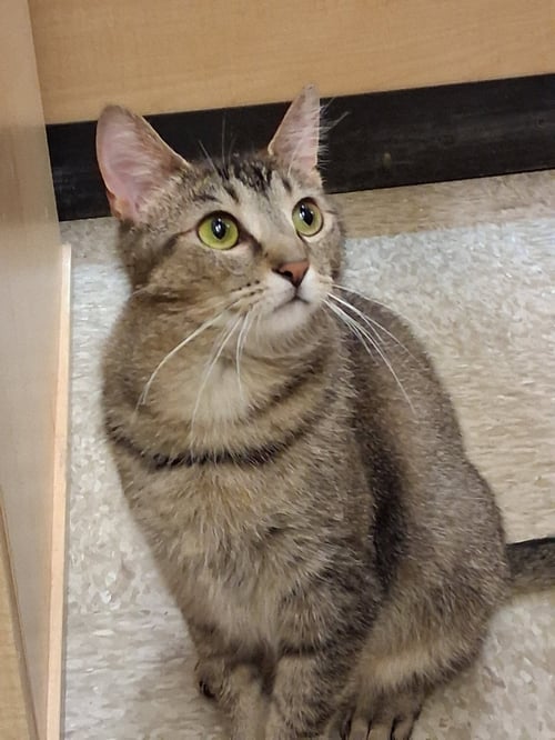 WANDA WIGGLES @ MEDINA PETSMART - Domestic Short Hair / Tabby available for adoption