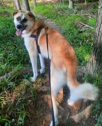 Big Boy Buck - Photo 2