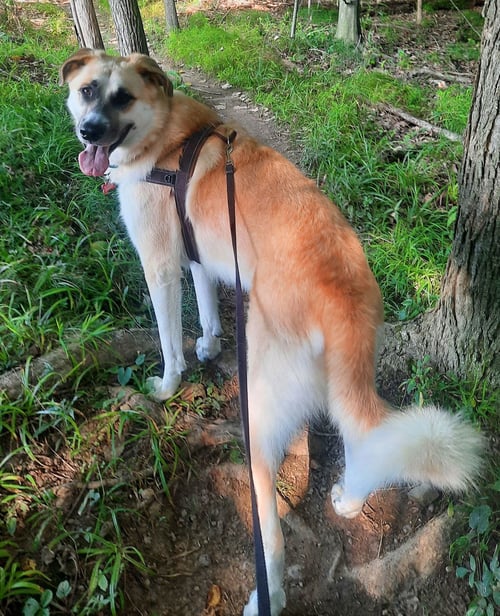 BIG BOY BUCK - German Shepherd Dog / Great Pyrenees available for adoption