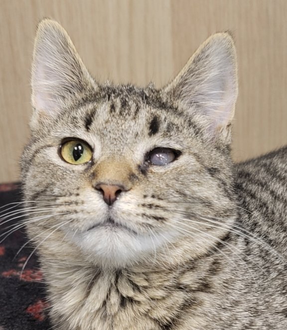 KITTEN SUDOKU - Domestic Short Hair / Tabby available for adoption