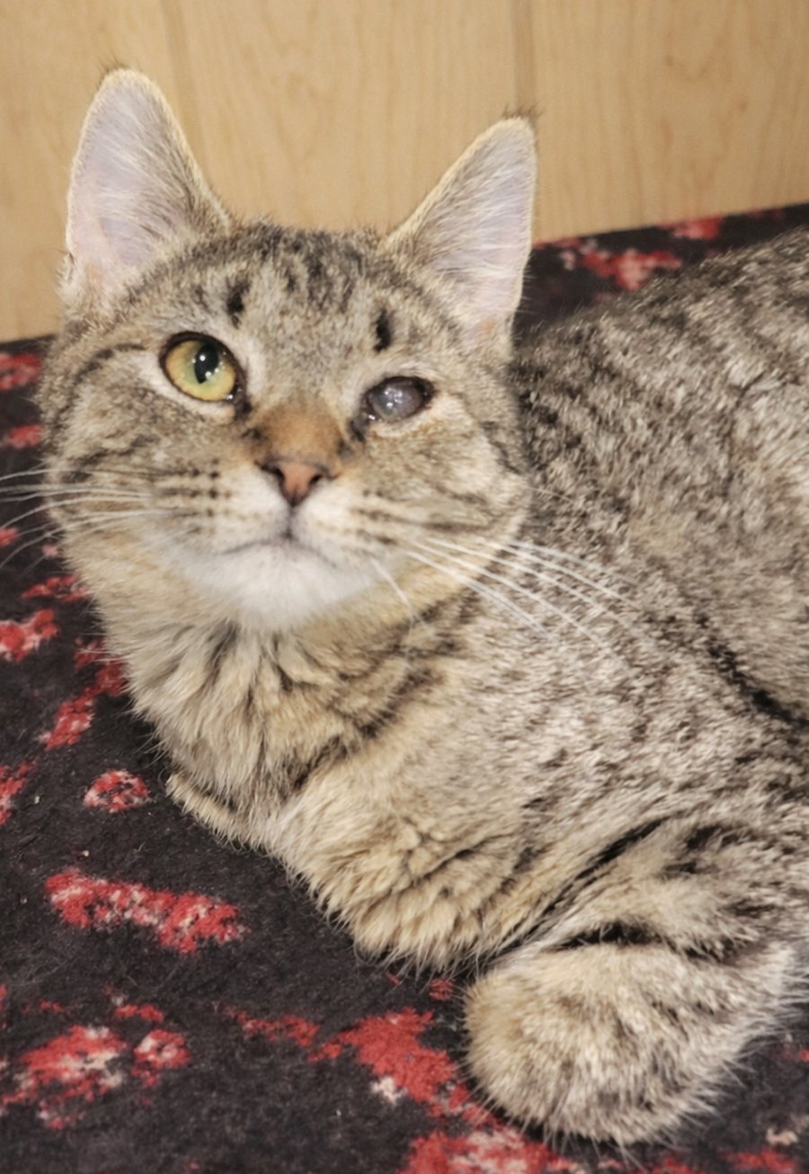 KITTEN SUDOKU - Domestic Short Hair / Tabby available for adoption