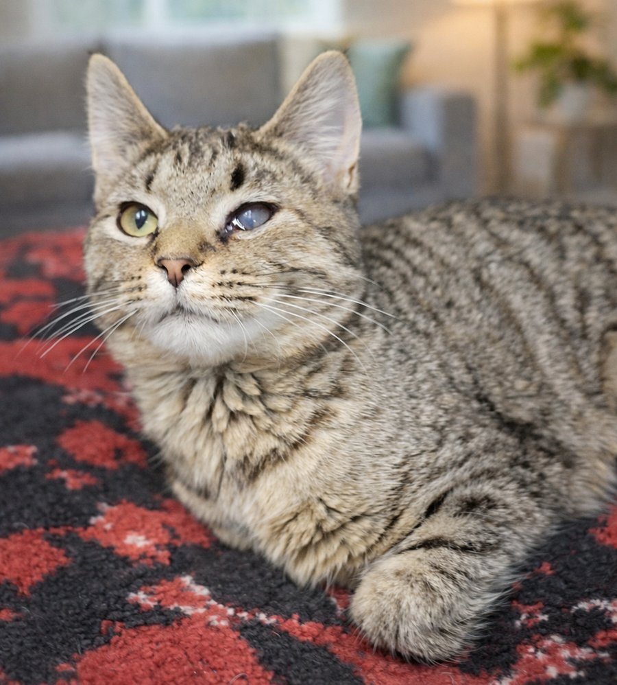 Kitten Sudoku - Photo 4