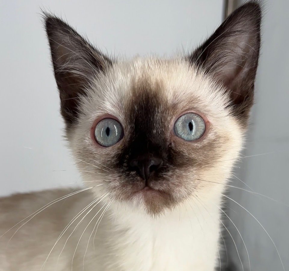 KITTEN EVE - Siamese available for adoption