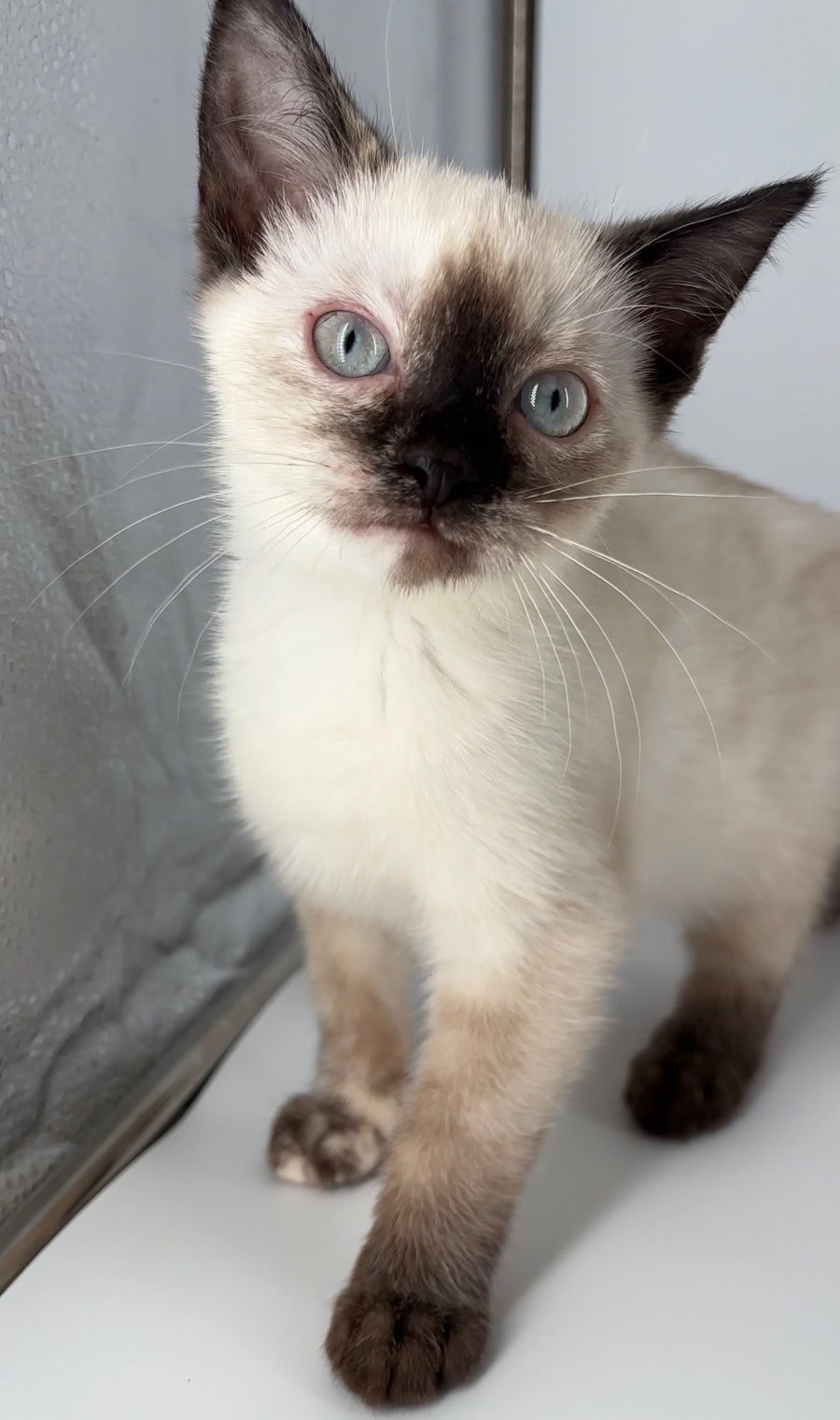 KITTEN EVE - Siamese available for adoption