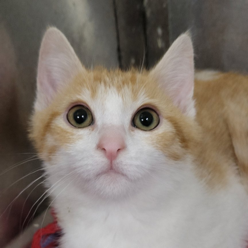 KITTEN JALEN - Domestic Short Hair available for adoption