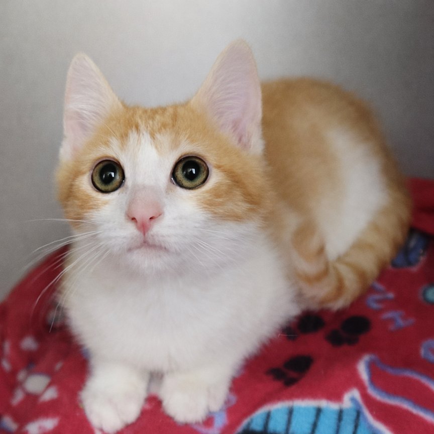 KITTEN JALEN - Domestic Short Hair available for adoption