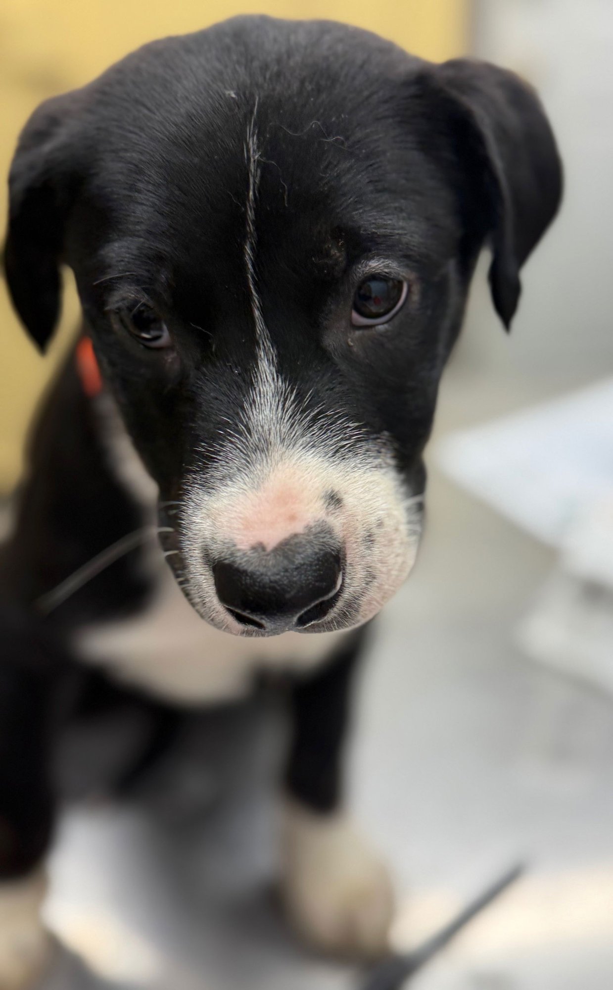 PUPPY JUSTIN/PENDING ADOPTION - Australian Shepherd / Whippet available for adoption