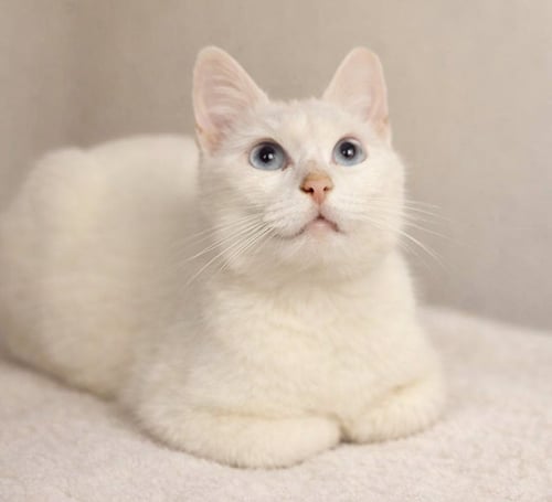 GALAXY - Domestic Short Hair available for adoption