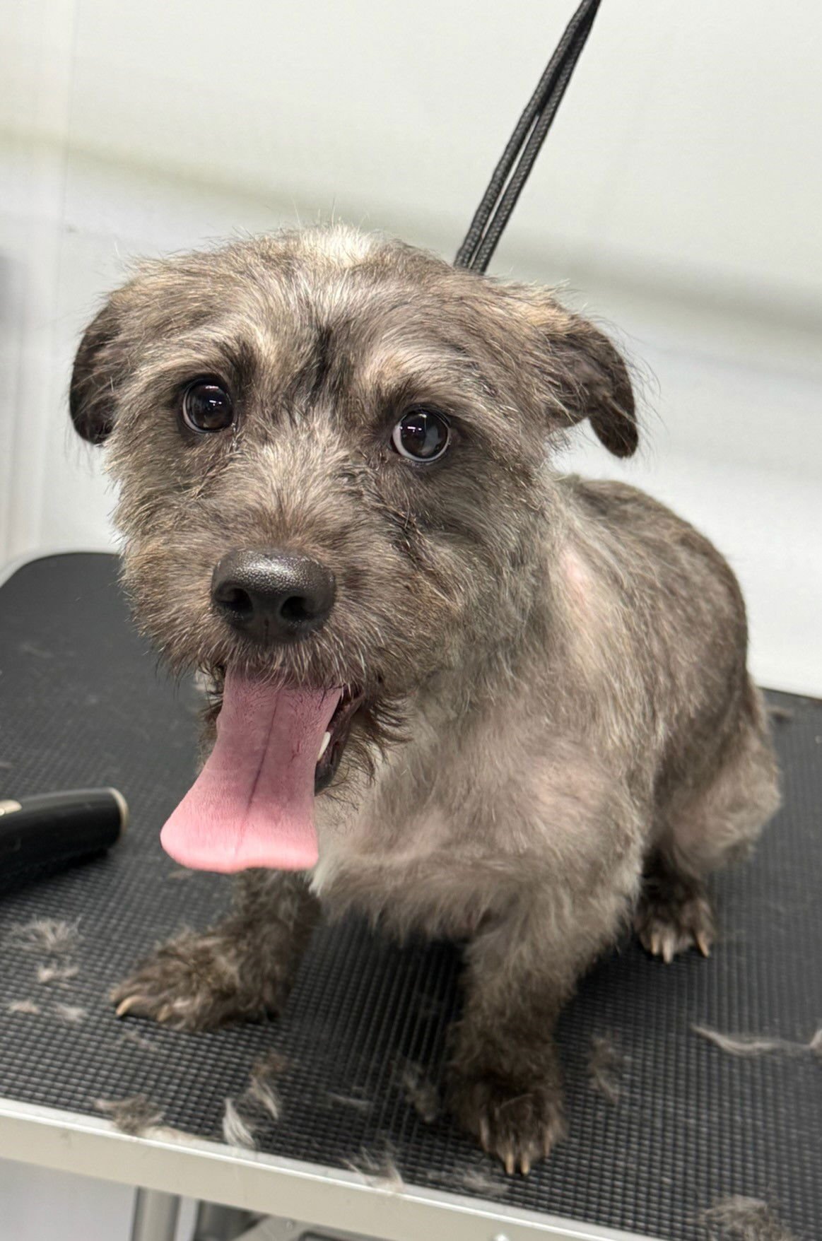 ASPEN - Wheaten Terrier / Schnauzer available for adoption
