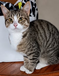 Kitten Eenie - Photo 2