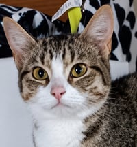 Kitten Eenie - Photo 1