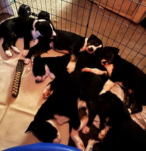 O JAY PUPPIES - Whippet / Australian Shepherd available for adoption