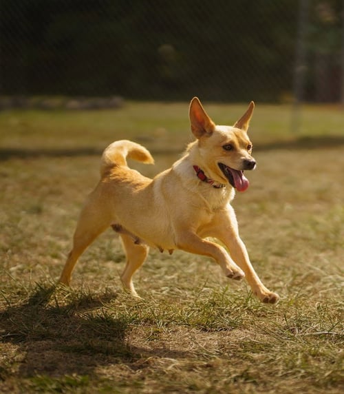 BONNIE - Corgi / Shetland Sheepdog Sheltie available for adoption