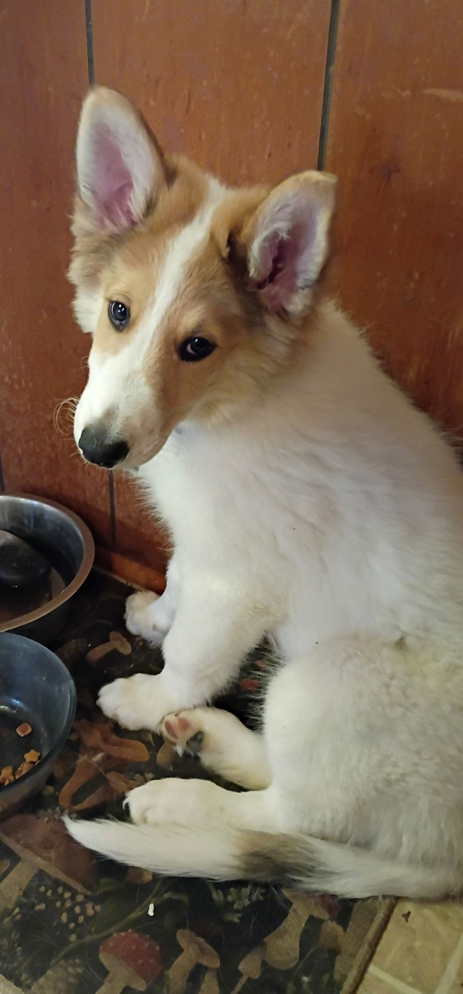 LADDIE COLLIE PUPPY - Collie available for adoption