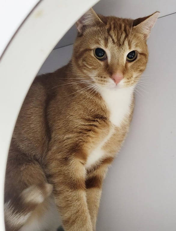 Fritatta *FIV+* Image