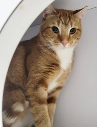 Fritatta *FIV+* - Photo 1