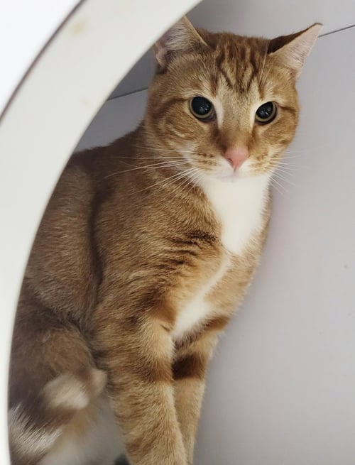 FRITATTA *FIV+* - Domestic Short Hair / Tabby available for adoption