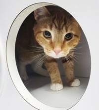 Fritatta *FIV+* - Photo 2