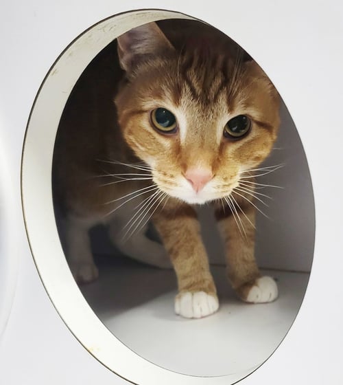 FRITATTA *FIV+* - Domestic Short Hair / Tabby available for adoption